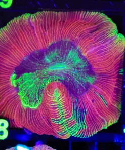 Wysiwyg Open Brain Coral (C108)