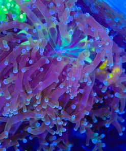 Wysiwyg X-Large Flowing Frogpsawn Frag (C11)