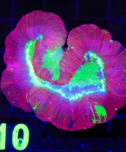 Wysiwyg Open Brain Coral (C110)