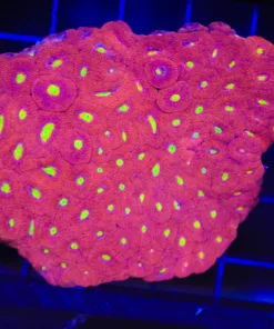Wysiwyg Micromussa Acan Colony (C111)