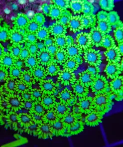 Wysiwyg Flowerpot Coral Colony VIBRANT (C112)