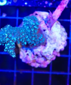 Wysiwyg Blue JEdi Hoekesemai Colony Stump | STUMP Deal | In-Store Pickup Only! | 2 Per Customer no exceptions | must pickup before Friday (C112)