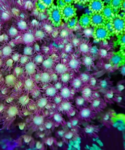 Wysiwyg One Of A Kind Flowerpot Coral Colony (C113)