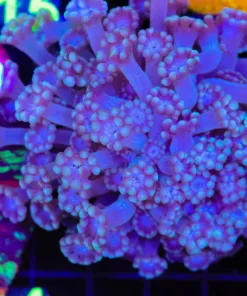 Wysiwyg Alveopora Coral Colony (C114)