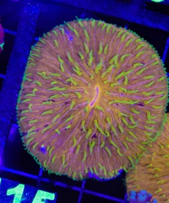 Wysiwyg Yellow Polyp Orange Plate Coral (C115)