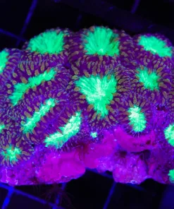 Wysiwyg Blastomussa Colony (C116)