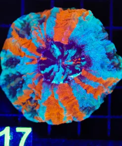 Wysiwyg Small Ultra Grade Acanthophylia (C117)