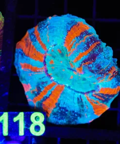 Wysiwyg Small Ultra Grade Acanthophylia (C118)