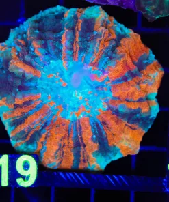Wysiwyg Small Ultra Grade Acanthophylia (C119)