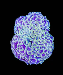 Wysiwyg Golden Purple Large Hammer Coral Frag (C12)