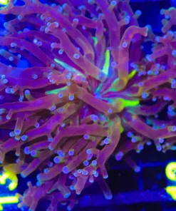 Wysiwyg X-Large Flowing Frogpsawn Frag (C12)