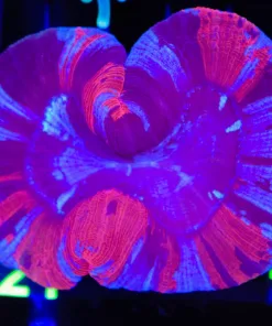 Wysiwyg Open Brain Coral (C121)