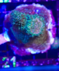 Wysiwyg Acropora Humilis Stump | STUMP Deal | In-Store Pickup Only! | 2 Per Customer no exceptions | must pickup before Friday (C121)