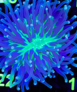 Wysiwyg Long Tentacle Plate Coral (C122)