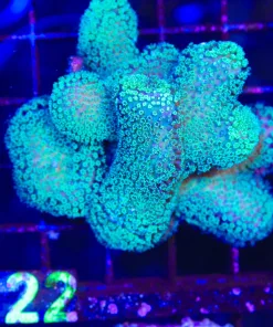 Wysiwyg Pocillipora Colony Stump | STUMP Deal | In-Store Pickup Only! | 2 Per Customer no exceptions | must pickup before Friday (C122)