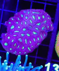Wysiwyg Micromussa Acan Colony (C123)