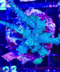 Wysiwyg Blue Acropora Colony Stump | STUMP Deal | In-Store Pickup Only! | 2 Per Customer no exceptions | must pickup before Friday (C123)
