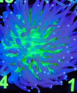 Wysiwyg Long Tentacle Plate Coral (C124)
