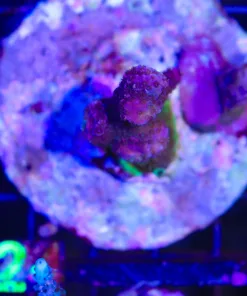 Wysiwyg Tiny Colony Stump | STUMP Deal | In-Store Pickup Only! | 2 Per Customer no exceptions | must pickup before Friday (C124)