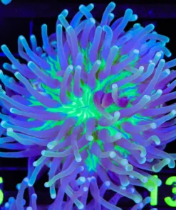 Wysiwyg Long Tentacle Plate Coral (C125)