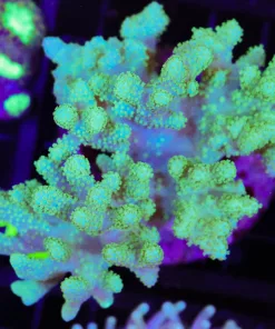 Wysiwyg Unique Fingering Leather Coral Colony (C126)