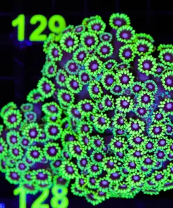 Wysiwyg Vibrant Flowerpot Coral Colony (C128)