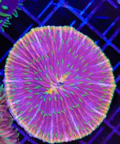 Wysiwyg Tri Color Plate Coral (C129)