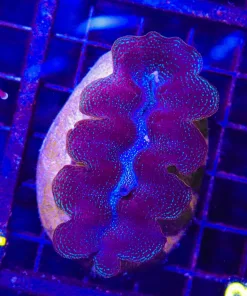 Wysiwyg Maxima CLam (C13)