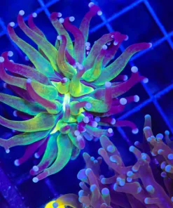 Wysiwyg One Of A kind Torch Coral Frag (C13)