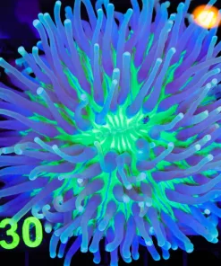 Wysiwyg Long Tentacle Plate Coral (C130)