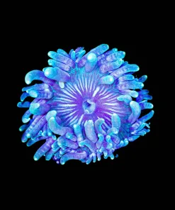Wysiwyg anemone (C130)