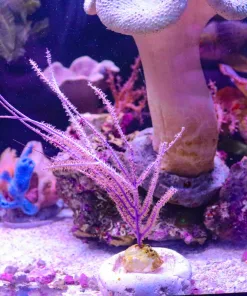 Wysiwyg Photosynthetic Gorgonian Large Colony (C131)
