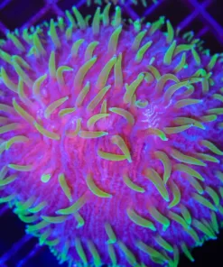 Wysiwyg Unique Plate Coral (C132)