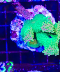 Wysiwyg Raibow Loom COlony Stump | STUMP Deal | In-Store Pickup Only! | 2 Per Customer no exceptions | must pickup before Friday (C132)