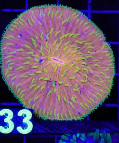 Wysiwyg Yellow Polyp Orange Plate Coral (C133)