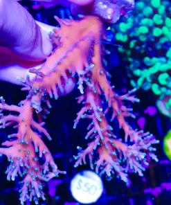 Wysiwyg XL Purple Dragon Colony Stump | STUMP Deal | In-Store Pickup Only! | 2 Per Customer no exceptions | must pickup before Friday (C133)
