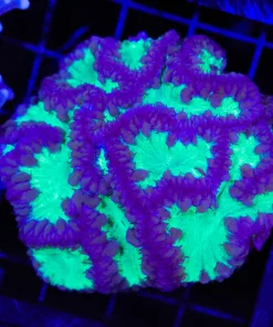 Wysiwyg Blastomussa Colony (C134)