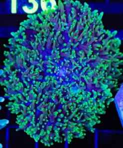 Wysiwyg SUPER Fuzzy XLarge Mushroom (C135)