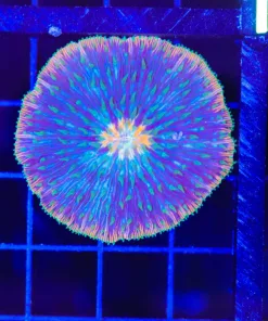 Wysiwyg Plate Coral Small (C136)