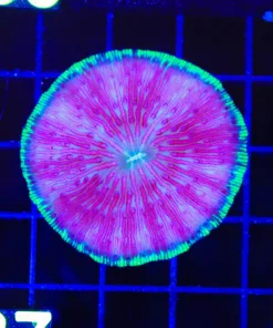Wysiwyg Plate Coral Small (C137)
