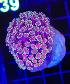 Wysiwyg Flowerpot Coral | Not Fully Blooming Yet But Crazy Color | No DOA Garuantee (C138)