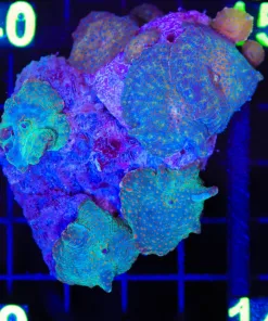 Wysiwyg Rock Covered In Discosoma Mushrooms (C139)