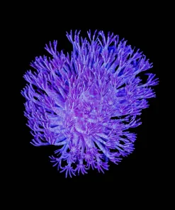 Wysiwyg XLarge Xenia Frag (C14)