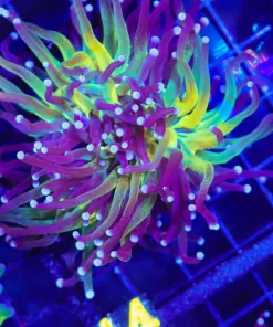 Wysiwyg One Of A kind Torch Coral Frag (C14)