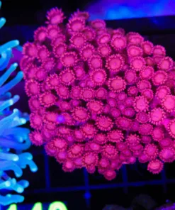 Wysiwyg Flowerpot Coral Colony (C140)