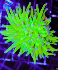 Wysiwyg Ultra Grade Torch Coral (C141:A)