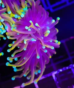 Wysiwyg Dragon Soul Torch Coral Frag Small (C142:A)