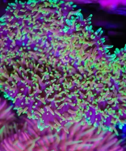 Wysiwyg Super Fuzzy XLARGE Mushroom Coral (C144:A)