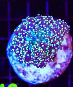 Wysiwyg Orange Octospawn Coral (C146:A)