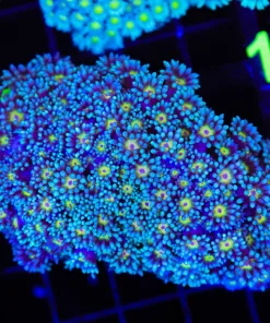 Wysiwyg Yellow Eye Blue Flowerpot Coral Colony (C147:A)